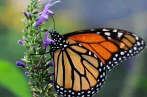 La población de mariposas monarcas registra un mínimo histórico en California
