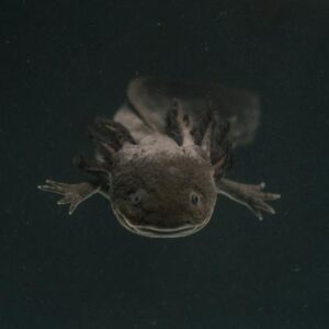 Las características del ajolote, un animal arraigado a la cultura e historia de México