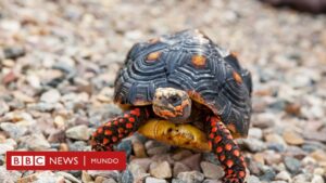 Lo que podemos aprender de las tortugas y los pulpos sobre una vida solitaria (y feliz)