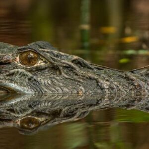 Los 5 datos sobre el caimán negro, el caimán que vive en los ríos de la Amazonía