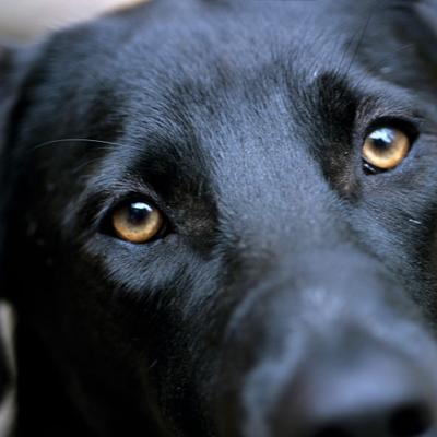 Los “ojos de cachorro” evolucionaron para que los perros pudieran comunicarse con los humanos