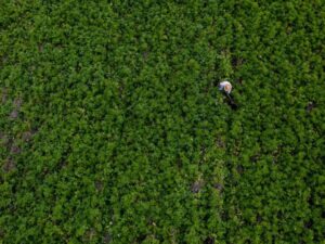 México: impacto de aranceles al agro sería de 475.000 millones de dólares | Agro | Economía