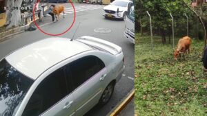 Mujer fue embestida por un ternero en vía pública de Envigado (Antioquia)