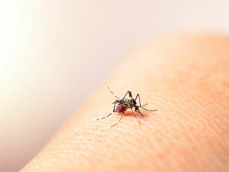 Nueva variante del dengue obliga a emitir alerta epidemiológica