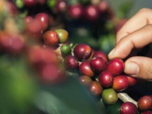 Precio del café de Colombia en Nueva York logró nuevo récord hoy jueves 30 de enero del 2025 | Agro | Economía