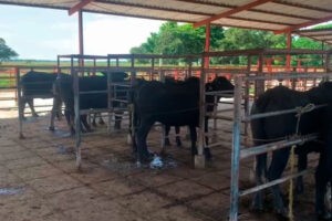Productores de Capitanejo (Barinas) piden a empresas revisar precios de la leche