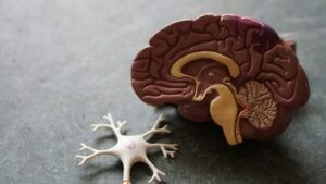 Proteína puede causar daño cerebral en enfermos de Alzheimer