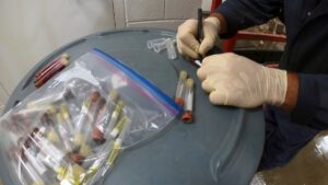 Sacrifican gatos en Oregón tras consumir comida para mascotas contaminada con gripe aviar