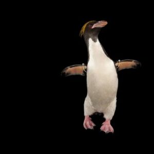 San Valentín en la naturaleza: fotos de 10 animales que permanecen unidos de por vida