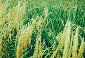 Siembra de arroz se incrementó en 29,47%