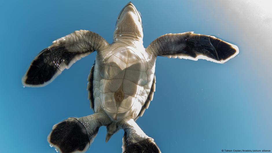 Tortugas marinas memorizan rutas con singular "danza" – DW – 14/02/2025