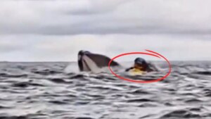 Una gigantesca ballena emerge del agua y atrapa a un joven con su kayak en su boca