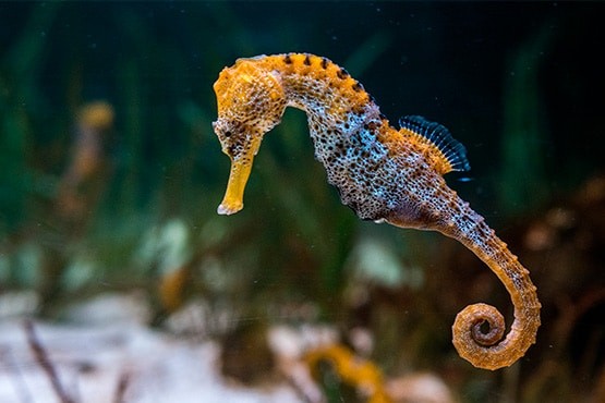Venezuela libera 100 caballitos de mar en región insular para la conservación de especies - AlbertoNews