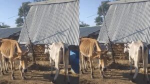 animales se están muriendo por falta de agua