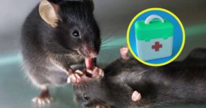 científicos sorprendidos al descubrir que los ratones intentan salvar a sus compañeros inconscientes