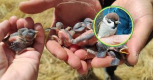 cuando los animales moldean su propio camino evolutivo