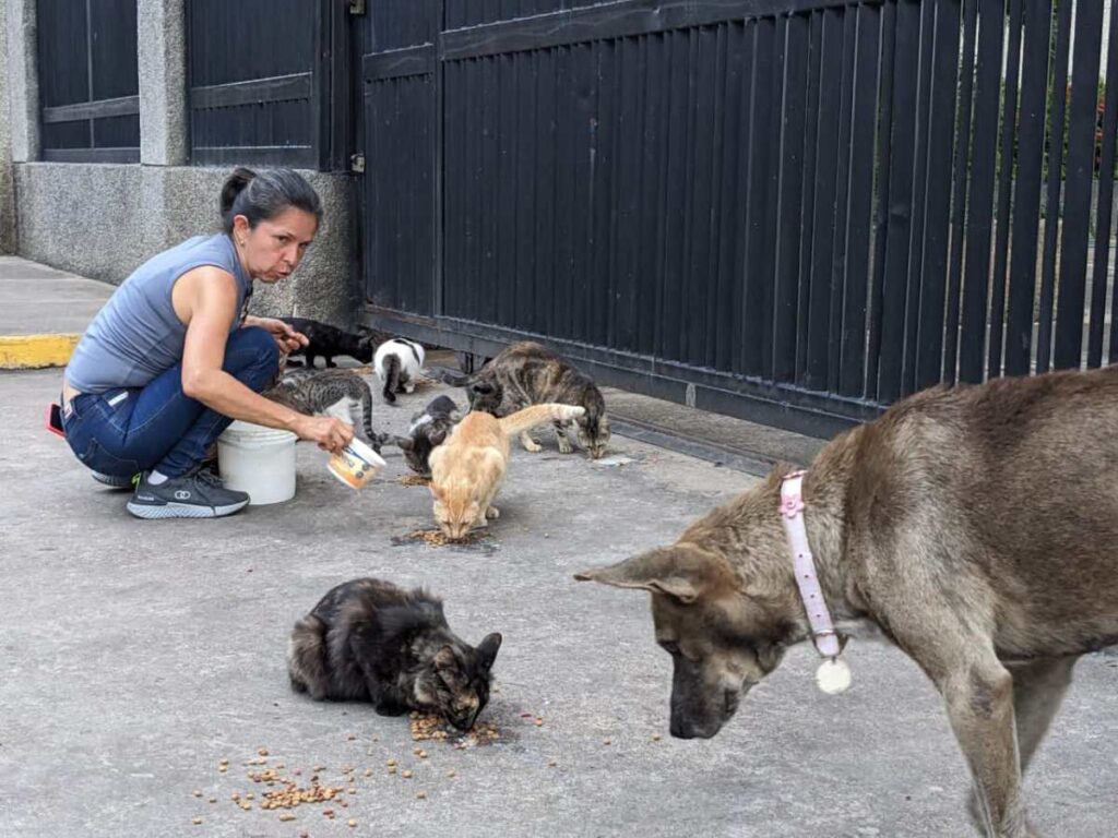 el sueño por el que trabaja sin descanso la guardiana de gatos – Diario La Nación