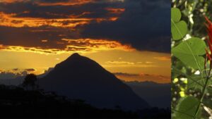 en Cerro Tusa descubren una planta única en el mundo