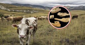 los pastores neolíticos ya gestionaban su ganado de forma planificada hace 6.000 años