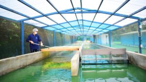 producción artesanal de espirulina en Galapa