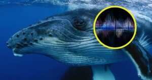 un nuevo estudio revela que las ballenas jorobadas podrían aprender su canto como los bebés aprenden a hablar