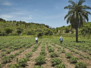 ¿Cómo se hará la expropiación administrativa? Minagricultura responde | Gobierno | Economía