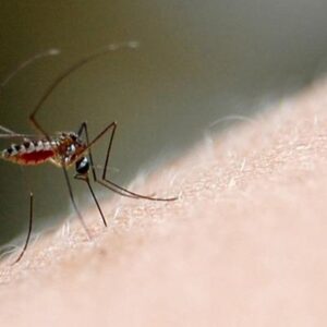 ¿Cuánto duran los síntomas del dengue? Respuestas a 3 preguntas importantes sobre la enfermedad