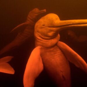 ¿Lo sabías? Algunos delfines de río orinan fuera del agua y la ciencia busca el por qué