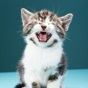 ¿Qué te dice tu gato? Una tecnología con inteligencia artificial descifra el significado de los maullidos