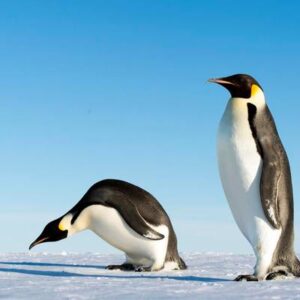 ¿Un ave que ayuna? Descubre qué comen los pingüinos