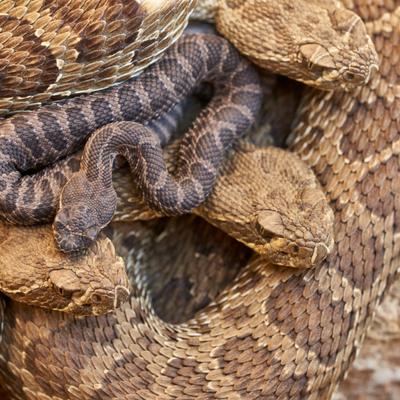 ¿Por qué cambian de piel las serpientes? 3 curiosidades sobre este fenómeno natural