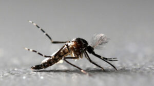 Anuncian jornada masiva contra el dengue