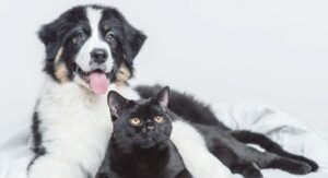 Bogotá anuncia jornadas gratuitas de esterilización para perros y gatos