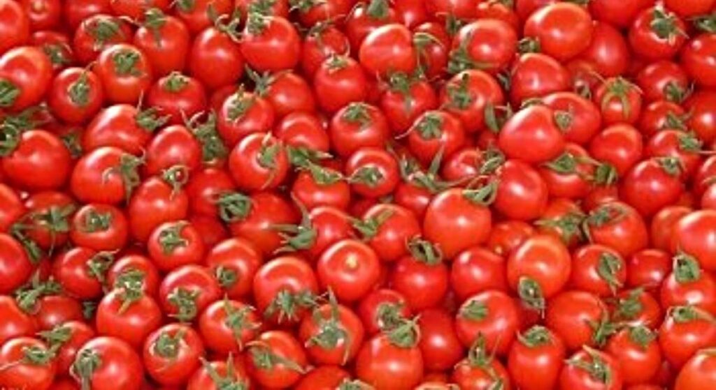 Bruselas descarta evasíón fiscal de Marruecos en su exportación de tomate a la UE