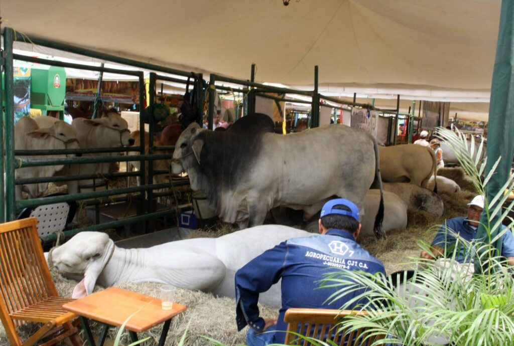 XLII Feria Nacional del cebú Valencia.