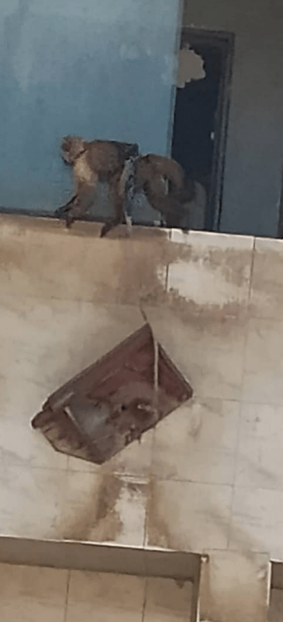 Claman por el rescate de un mono en La Esperanza I
