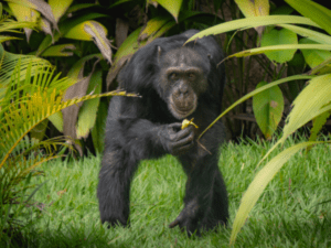 Colombia traslada a su último chimpancé en cautiverio a un santuario en Brasil | Regiones | Economía