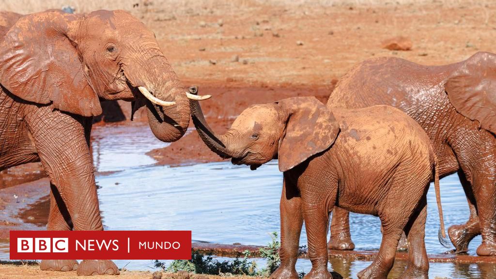 Cómo las abejas se convirtieron en una inesperada herramienta para proteger a los elefantes
