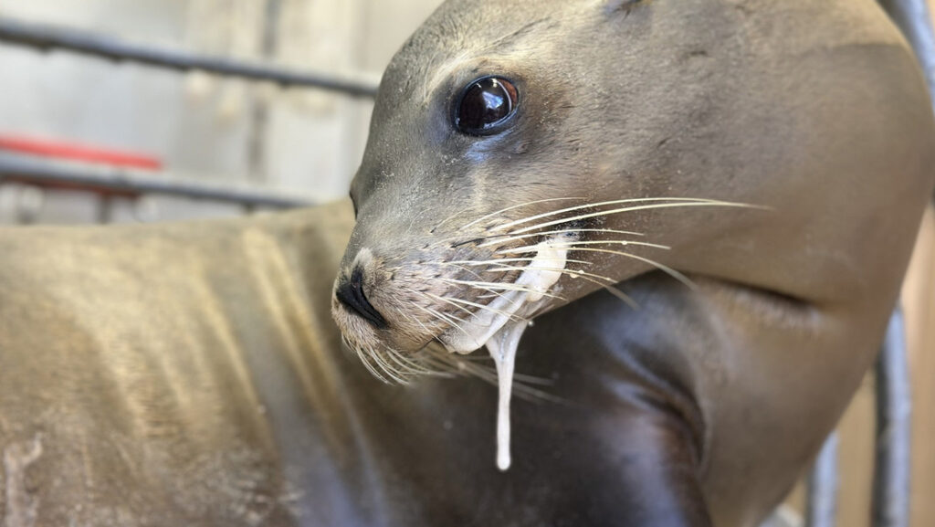 Delfines varados y focas enfermas en las playas de EE.UU.: ¿qué pasa?