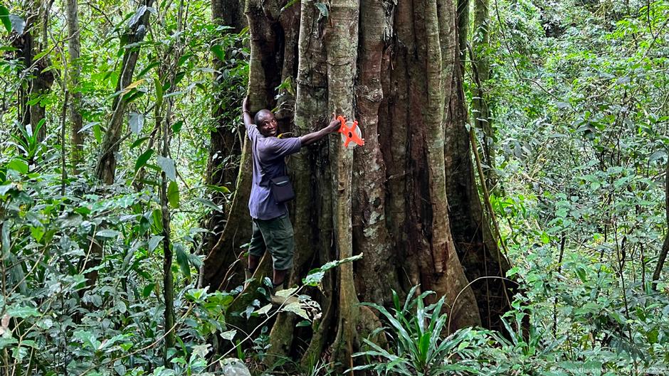Descubren nueva especie de árbol gigante en montañas remotas – DW – 25/03/2025