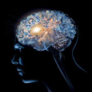El cerebro humano creció durante millones de años, luego redujo su tamaño
