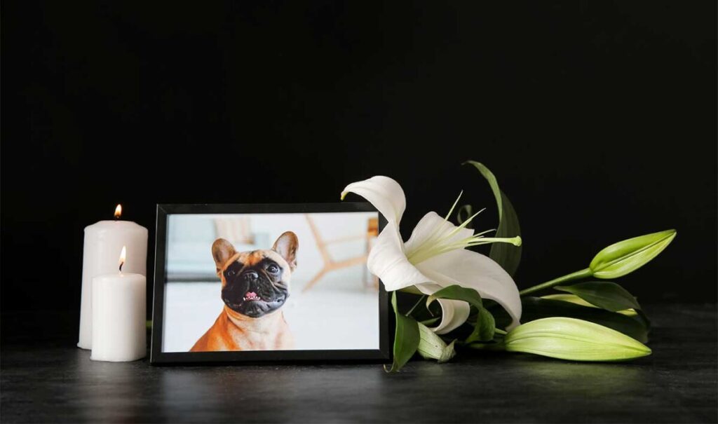 El duelo por una mascota es psicológicamente similar al de un ser querido