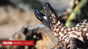 El monstruo de Gila, el lagarto con digestión lenta que fue clave para la creación de Ozempic, el revolucionario medicamento contra la obesidad