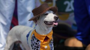 En el Carnaval de Río, los perros desfilan también