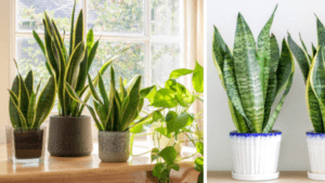 Estos son los beneficios de tener una planta lengua de suegra en su hogar
