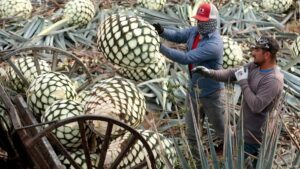 Europeos y mexicanos, en defensa del tequila y el champán – DW – 17/03/2025