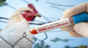 FAO recomienda medidas por reaparición de influenza aviar