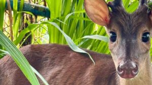 Familia en Santander tenía como mascotas, en el patio de su casa, a un venado y seis aves silvestres