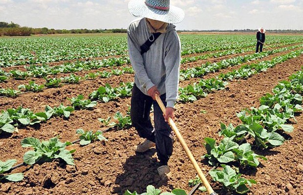 Fedeagro: Financiamiento es clave para impulsar la producción agrícola