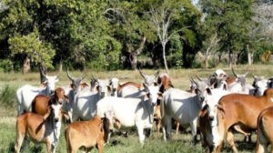 Fedenaga requiere mayor inventario para cubrir el consumo interno
